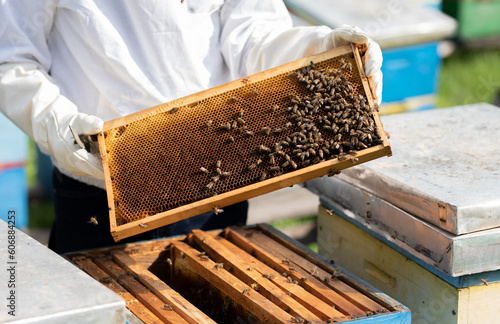 Beekeeper hands in protective costume carefully removing a wooden frame with bees for inspection.