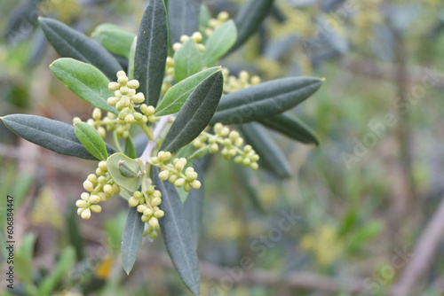 Fotografie Rama de olivo en primavera con flores