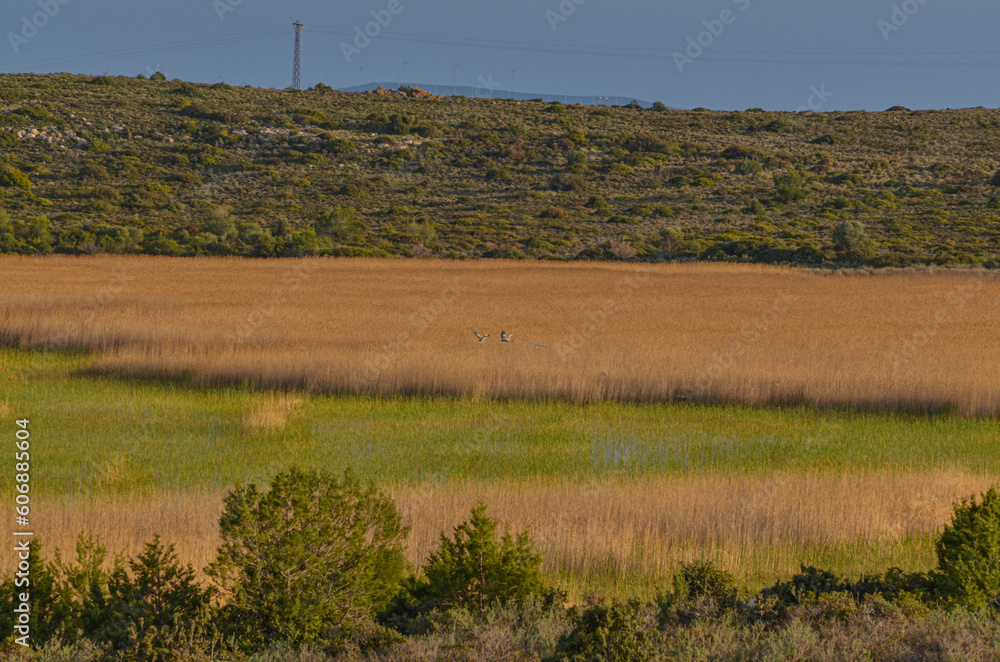 wetlands at Iris Golu Lake near Karareis (Karaburun, Izmir province, Turkiye)