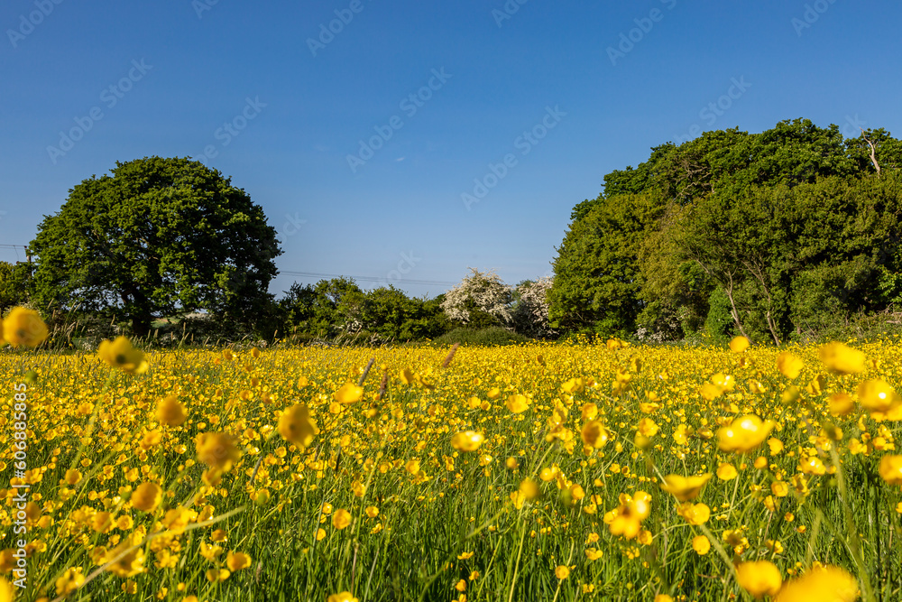 A field of buttercups in the sunshine, with a blue sky overhead