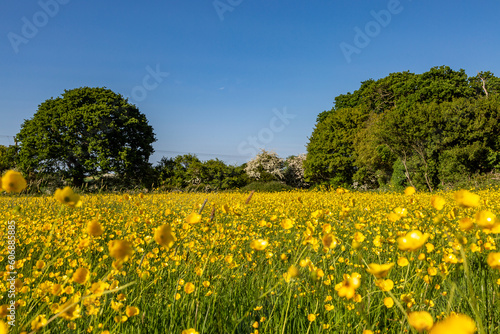 A field of buttercups in the sunshine, with a blue sky overhead