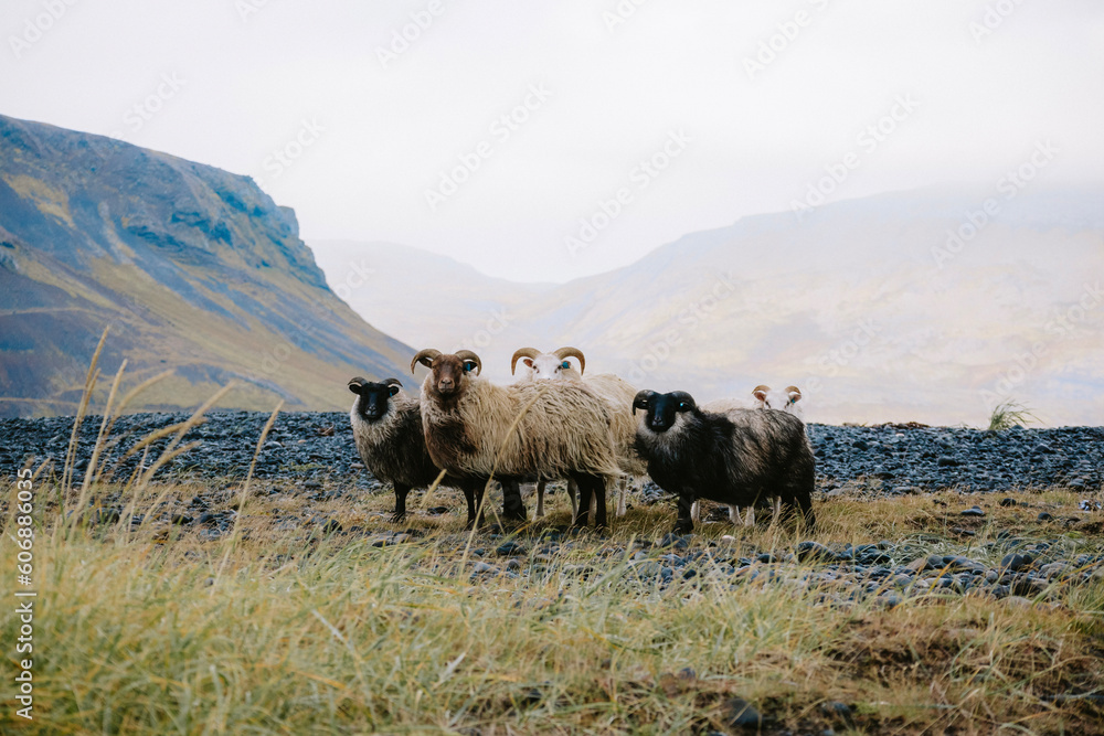 Sheep in Mountains in Iceland