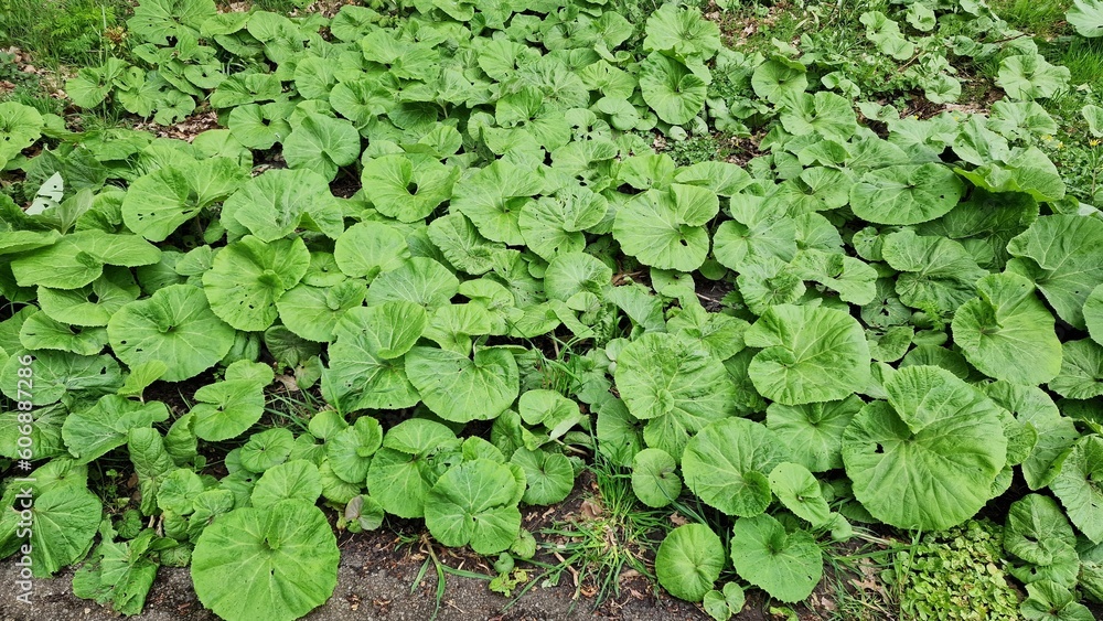 Foliage of Asarum canadense or Canada Wild Ginger, in the park. Foliage of Asarum canadense or Canada Wild Ginger, in the park.