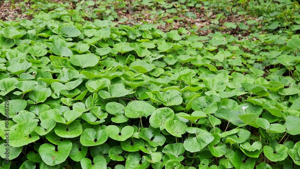 Foliage of Asarum canadense or Canada Wild Ginger, in the park. Foliage of Asarum canadense or Canada Wild Ginger, in the park.