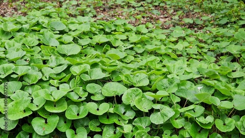 Foliage of Asarum canadense or Canada Wild Ginger, in the park. 