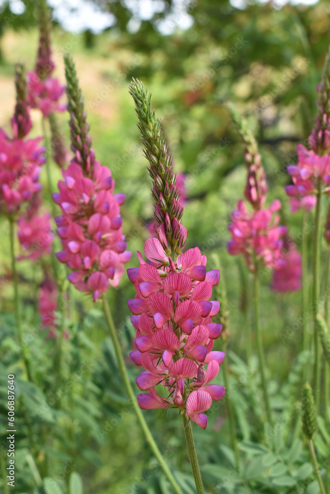 pink flowers in the garden pink flowers in the garden