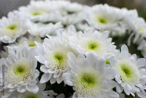 White chrysanthemum flowers bouquet of flowers in close-up