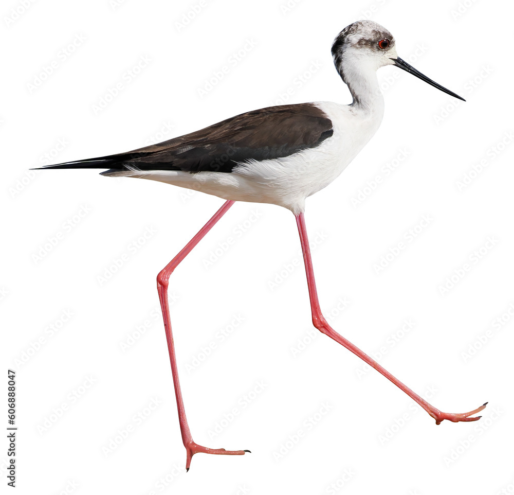 Black-winged Stilt (Himantopus himantopus), PNG, isolated on transparent background Black-winged Stilt (Himantopus himantopus), PNG, isolated on transparent background