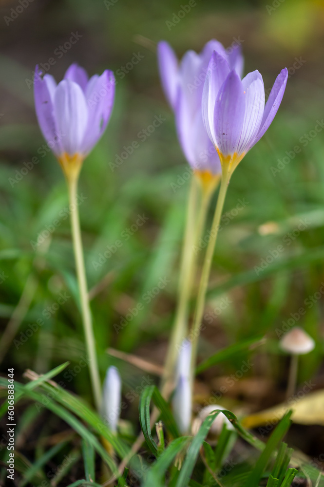 spring crocus flowers spring crocus flowers
