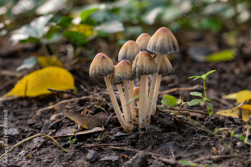 mushrooms in the forest