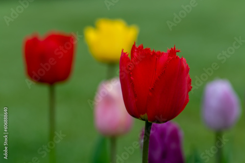 Tulpen im Garten