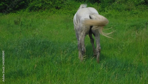 Stallion waves mane and tail to ward off insects. Beautiful white horse stands in field in summer and grazes, eats green fresh grass. 4k slow motion footage.