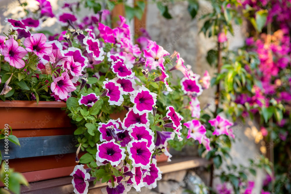 flower arrangement of burgundy petunias with black veins, white verbena and yellow calibrachoa in basket.Flower bed with petunia flowers, bright summer flowers