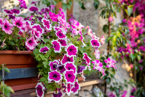 flower arrangement of burgundy petunias with black veins  white verbena and yellow calibrachoa in basket.Flower bed with petunia flowers  bright summer flowers