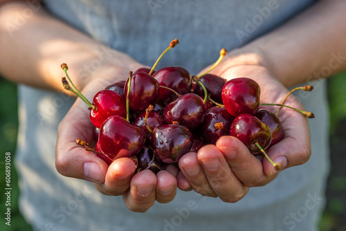 Fresh organic cherry berries in womans hands. Agriculture or harvest concept. Healthy vegan food photo