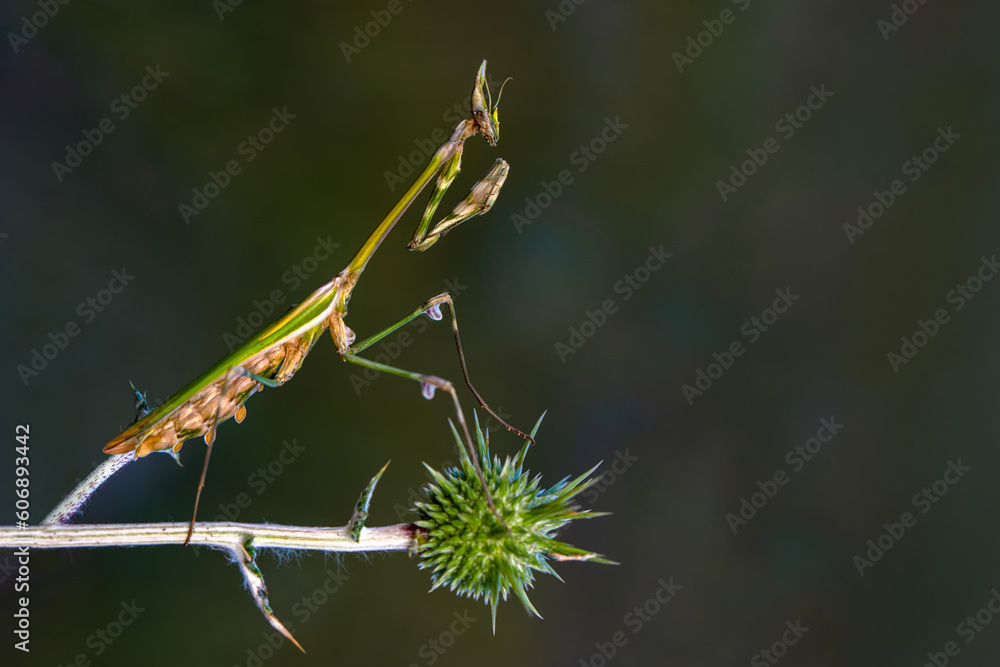 Macro photography, Beautiful European mantis ( Mantis religiosa ) mimicry on vegetation wait for a prey Macro photography, Beautiful European mantis ( Mantis religiosa ) mimicry on vegetation wait for a prey