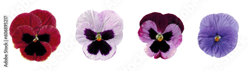 Collection of  pansy flowers, heartsease on transparent background, isolated, extracted, png file © genioatrapado