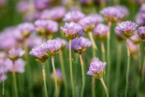 A close up of sea thrift flowers on the cliffs at Seaford in Sussex  on a sunny spring day