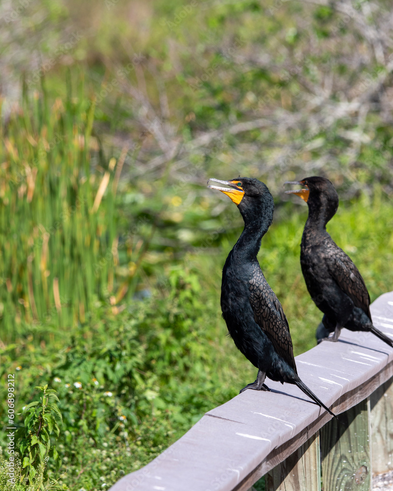 Obraz premium cormorant birds on fence