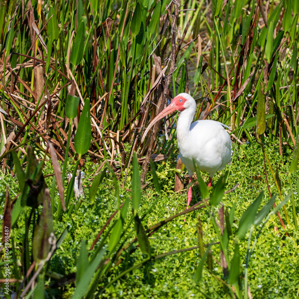 Fototapeta premium white ibis in the grass