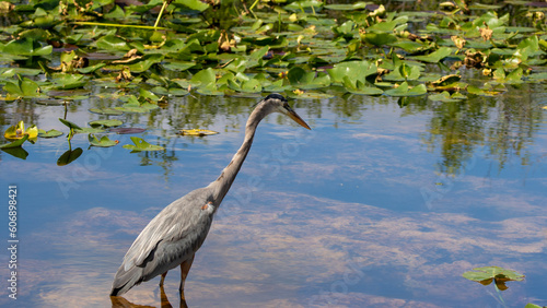 great blue heron