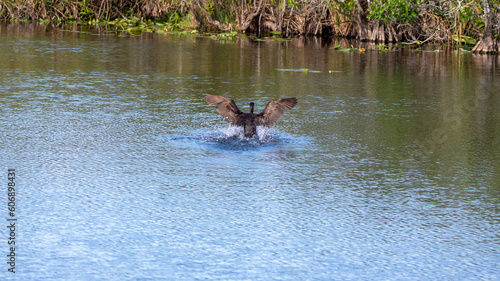 bird in the water