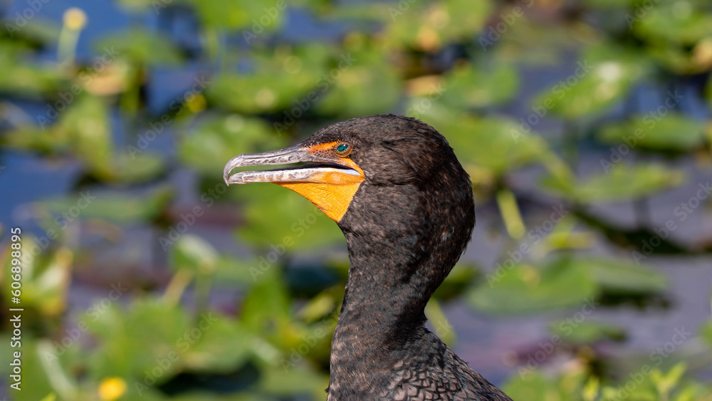 Obraz premium cormorant