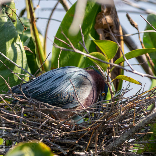 green heron in nest