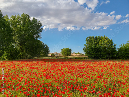 Obraz na płótnie Castilla la Mancha - Albacete - Paisajes de amapolas en Ossa de Montiel