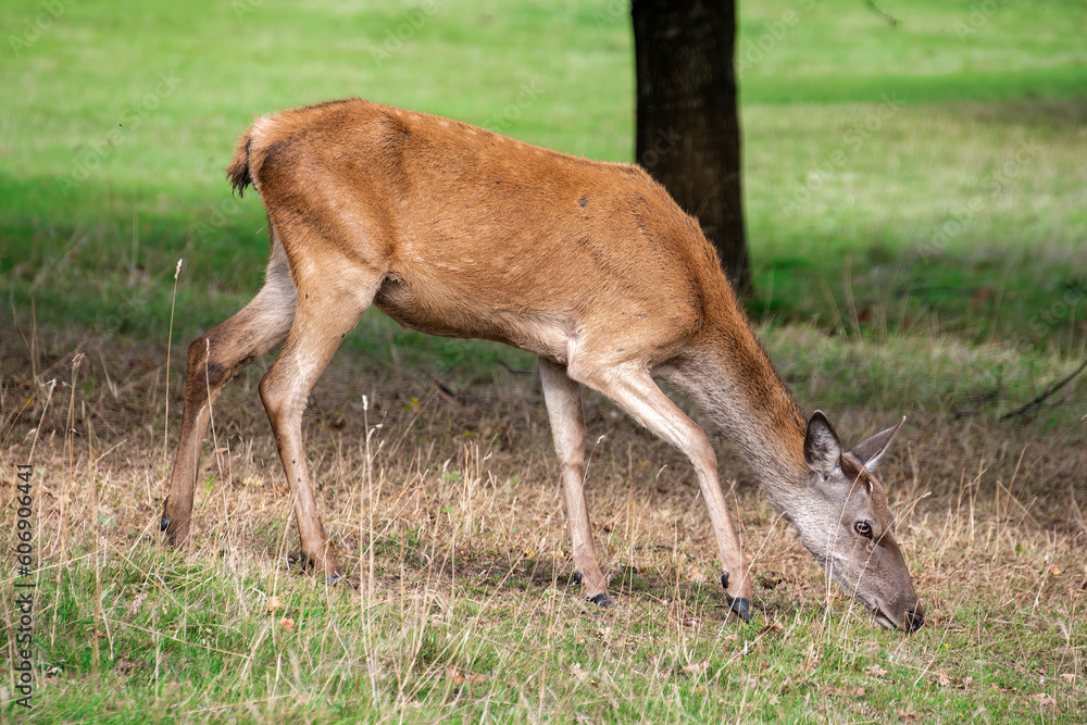 The deers of Ashton Court Estate, Bristol The deers of Ashton Court Estate, Bristol