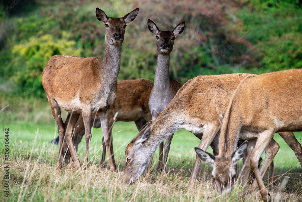 The deers of Ashton Court Estate, Bristol The deers of Ashton Court Estate, Bristol