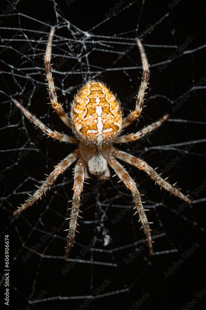 Φωτογραφία Adult female of European garden spider (Araneus diadematus) sitting on her web a