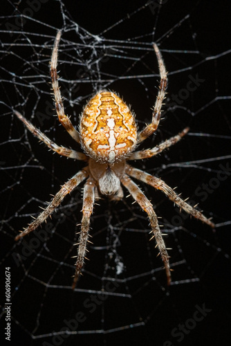 Adult female of European garden spider (Araneus diadematus) sitting on her web at dark background