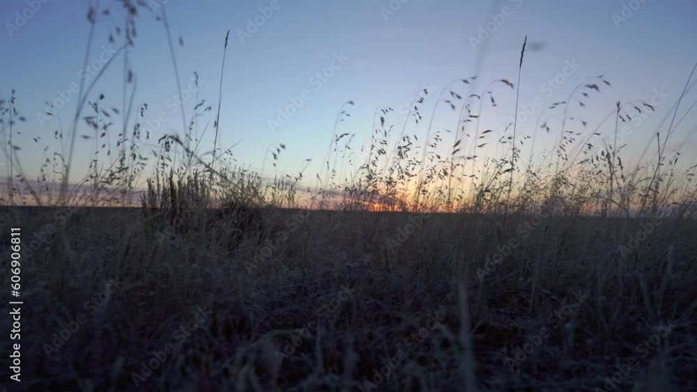 Sun rising behind frosty prairie grasses along ground level in spring morning Sun rising behind frosty prairie grasses along ground level in spring morning