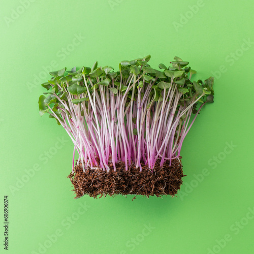 Young vegetable microgreens in coconut coir