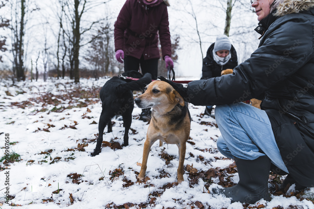 dogs from shelter having fun with volunteer women in the snow, full shot. High quality photo