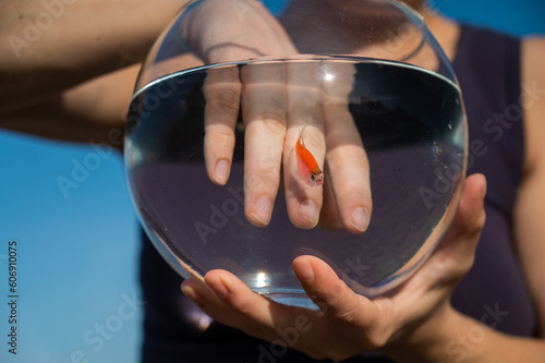 A woman catches a goldfish with her hand from a round aquarium.