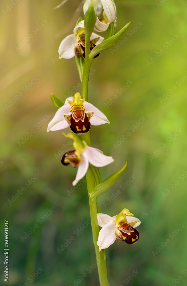 Obraz premium A rare bee orchid isolated on green background of nature. Ophrys apifera.
