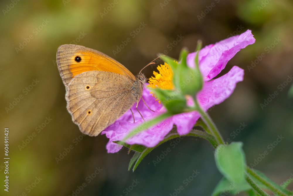 A meadow brown butterfly isolated on pink flower. butterfly on pink rock rose flower. Maniola jurtina. A meadow brown butterfly isolated on pink flower. butterfly on pink rock rose flower. Maniola jurtina.