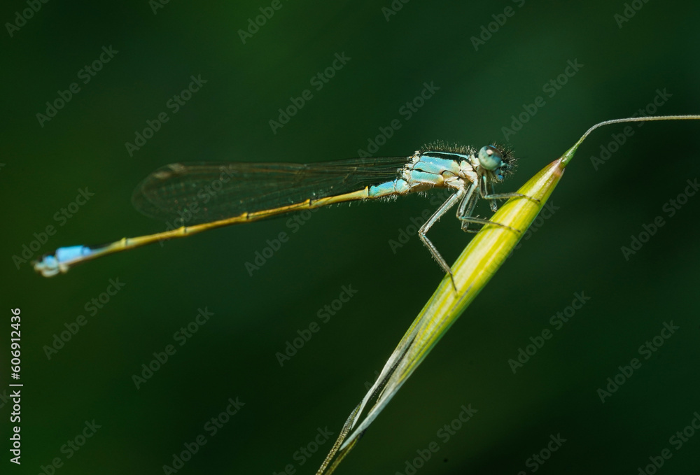 Dragonfly on a branch Dragonfly on a branch