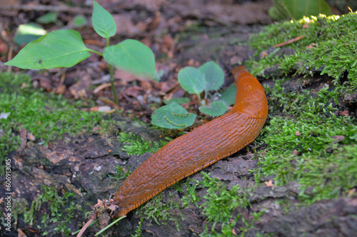 An invasion of red roadside slugs, the Spanish slug crawls over the moss.