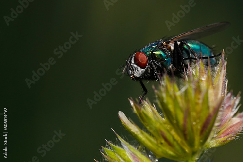 A fly with red eyes on a leaf