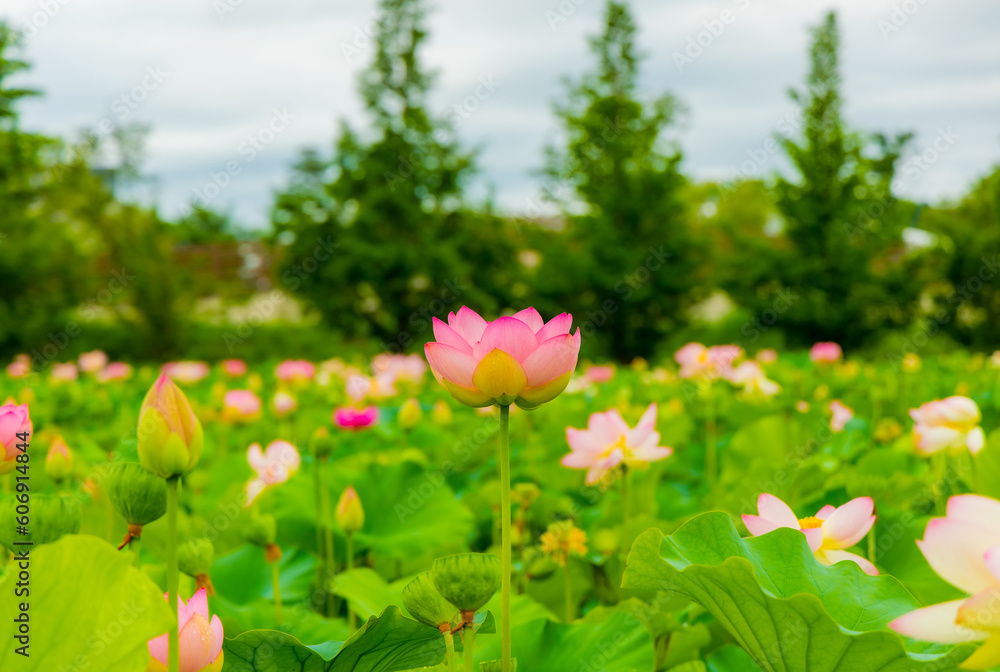 lotus photography in korea