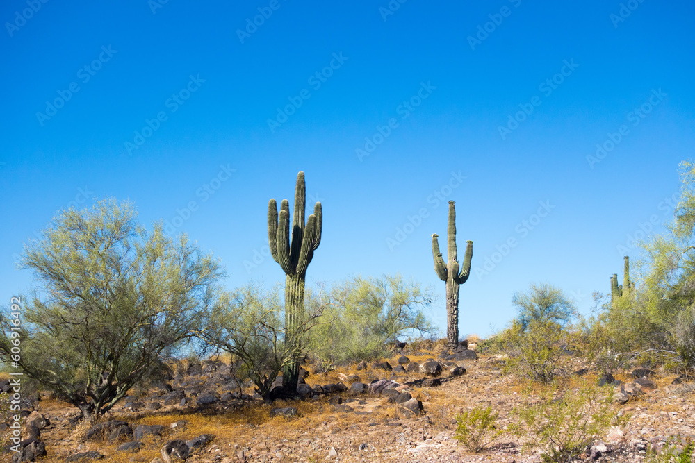Saguaro Cacti standing tall like King and Queen surrounded by low rise Palo Verde trees on rocky desert grounds