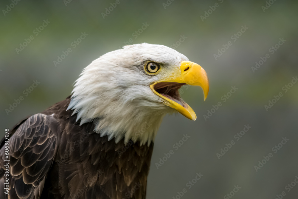 portrait of an eagle portrait of an eagle