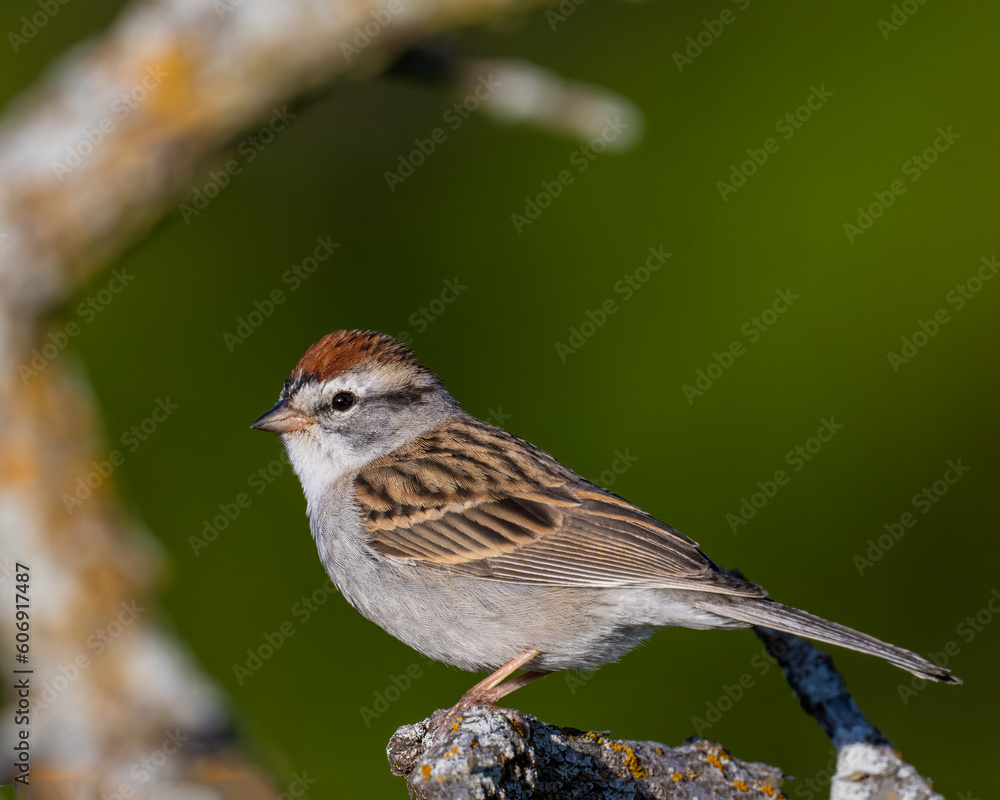 Chipping Sparrow