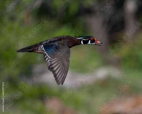 Male Wood Duck in flight