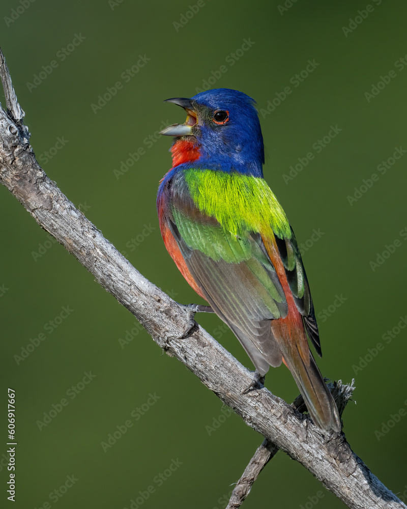 Male Painted Bunting in the Wichita Mountains