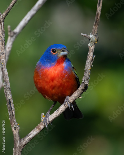 Male Painted Bunting in the Wichita Mountains © David McGowen