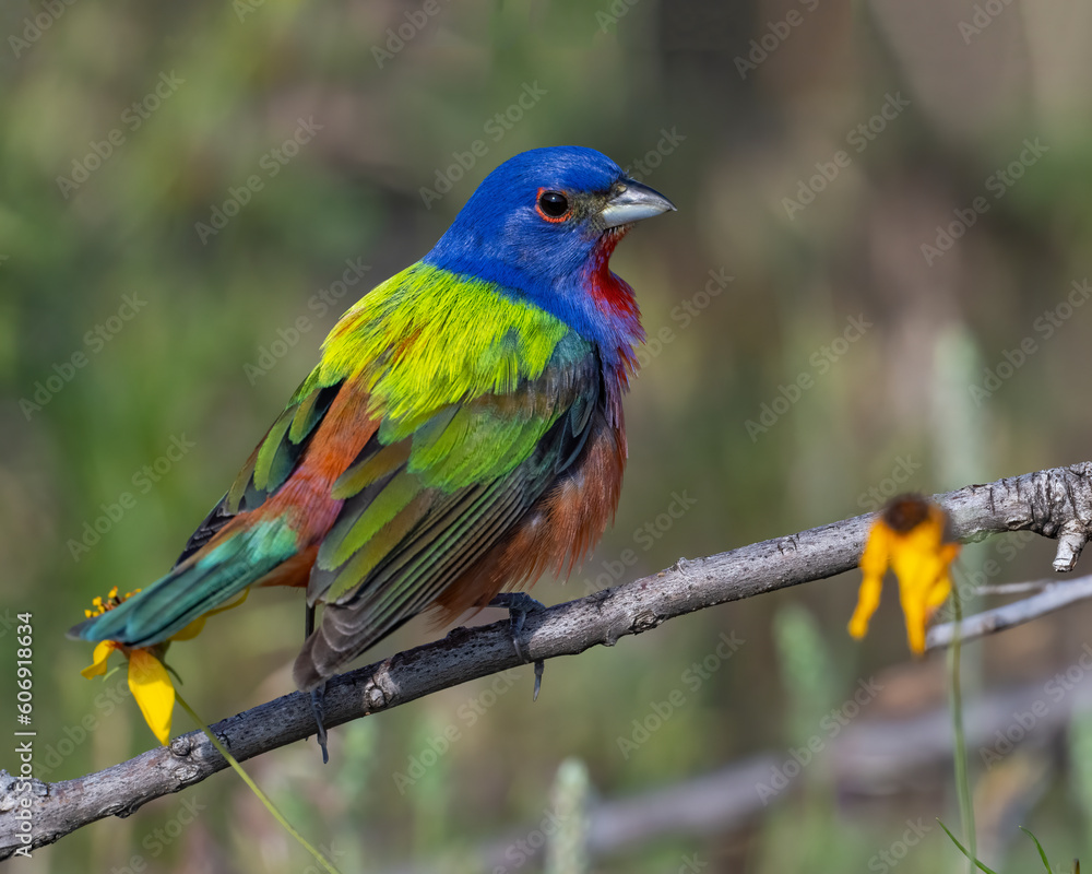 Male Painted Bunting in the Wichita Mountains